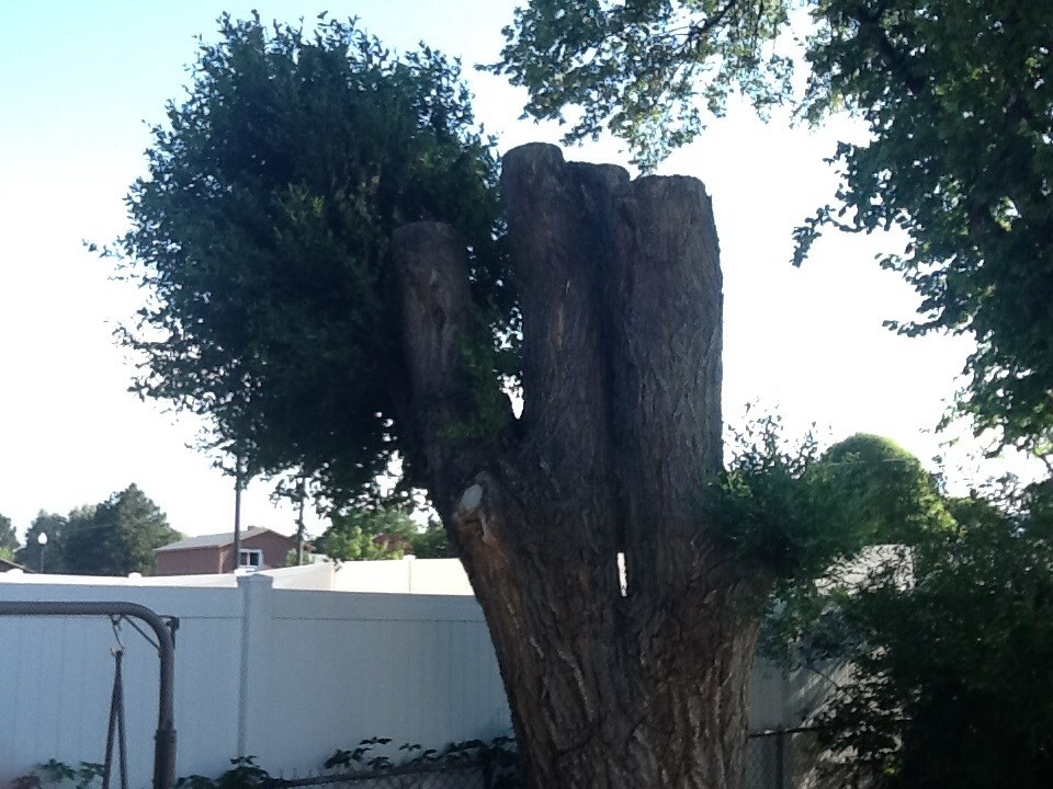 Diamond Tree Experts Reviews Salt Lake City Ut Angi