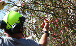 Tree Service Thorofare  $405 for $450 Credit Toward Tree Services
