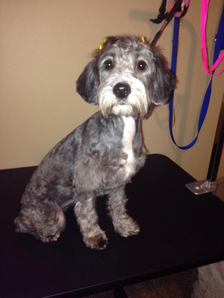 Dapper Yappers Pet Grooming Reviews Jamestown, NC Angie's List