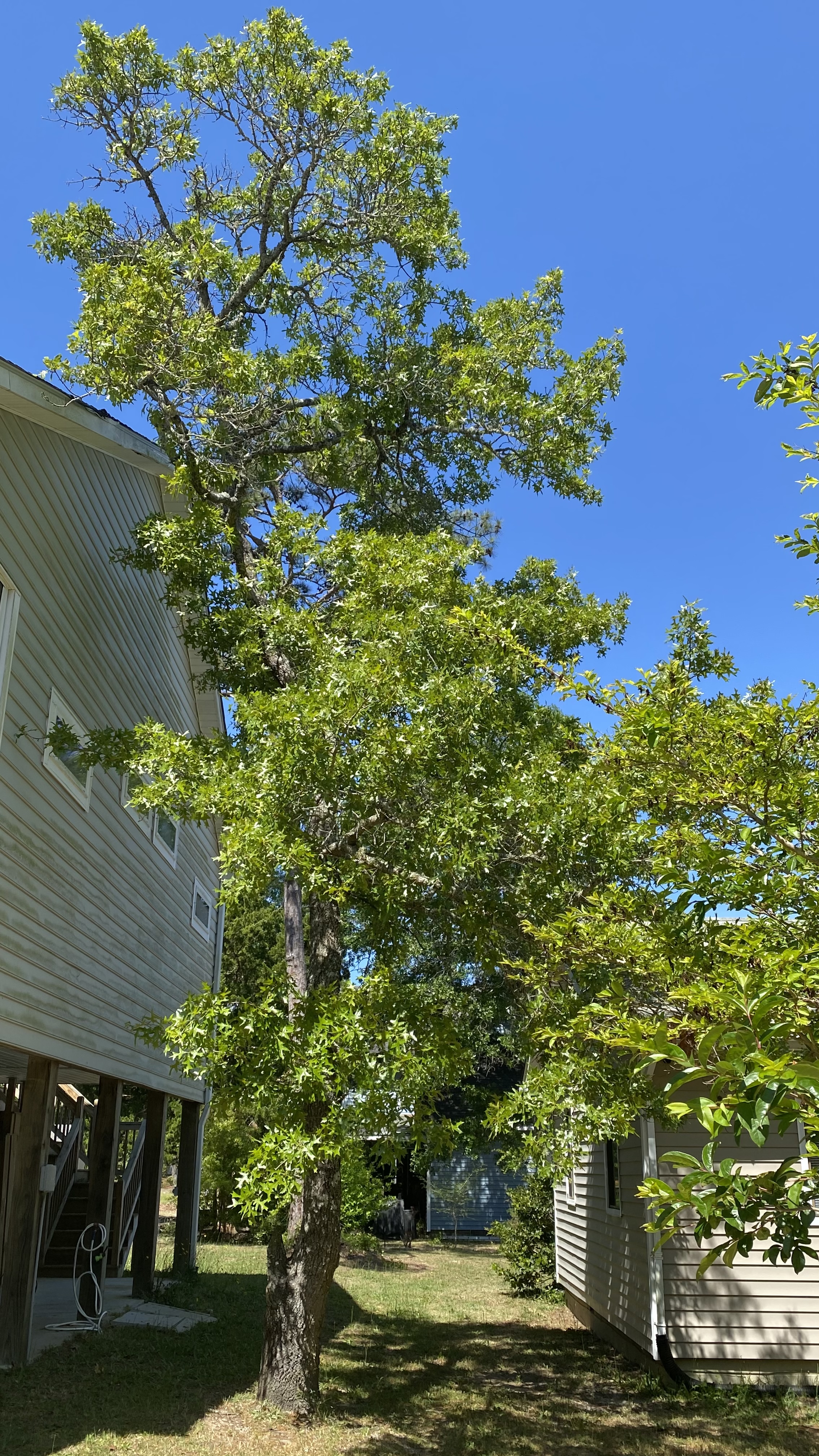 element landscaping wilmington nc on Arbor Plus Tree Experts Reviews Wilmington Nc Angi Angie S List