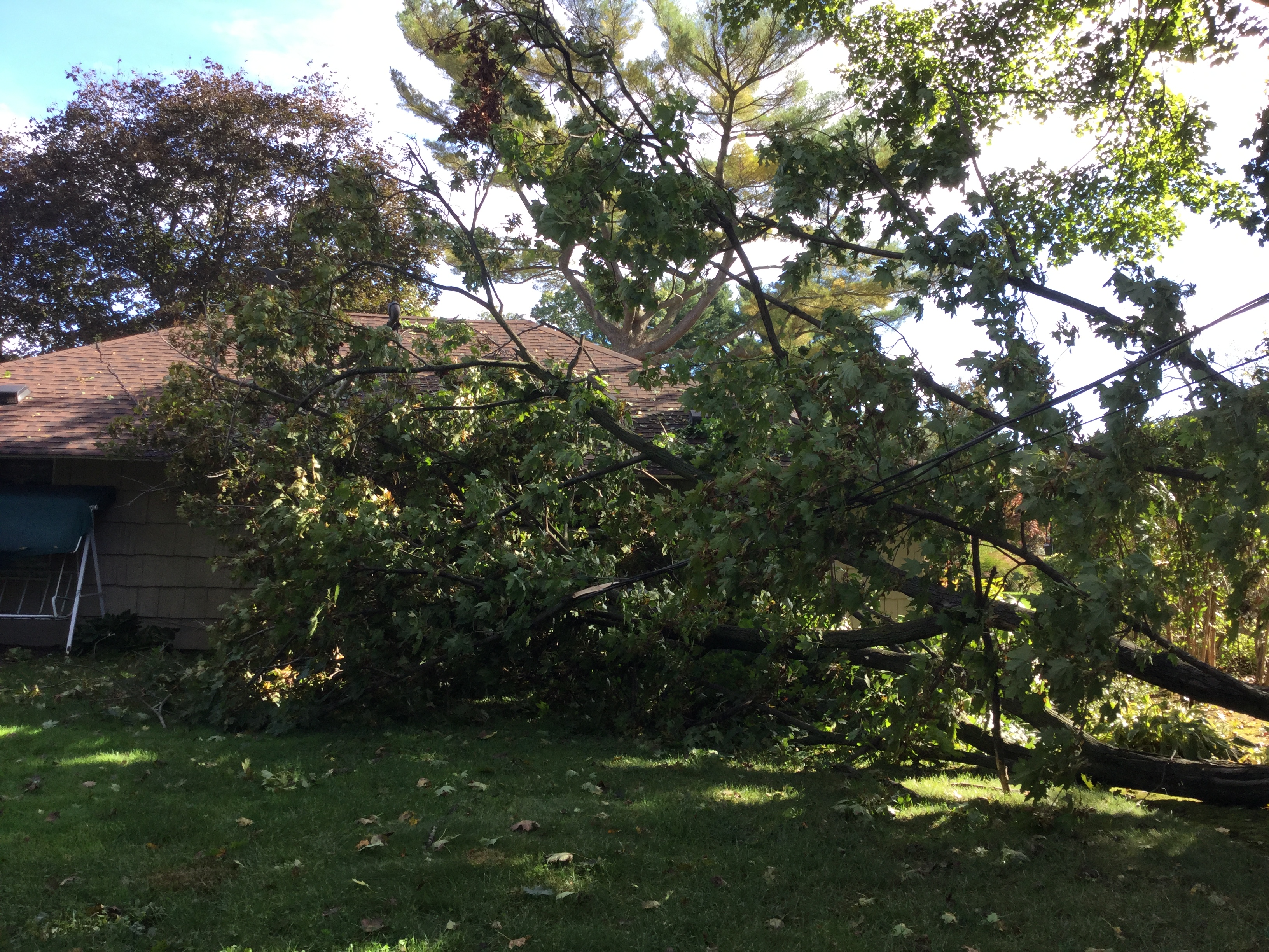 b&b tree service middle island ny