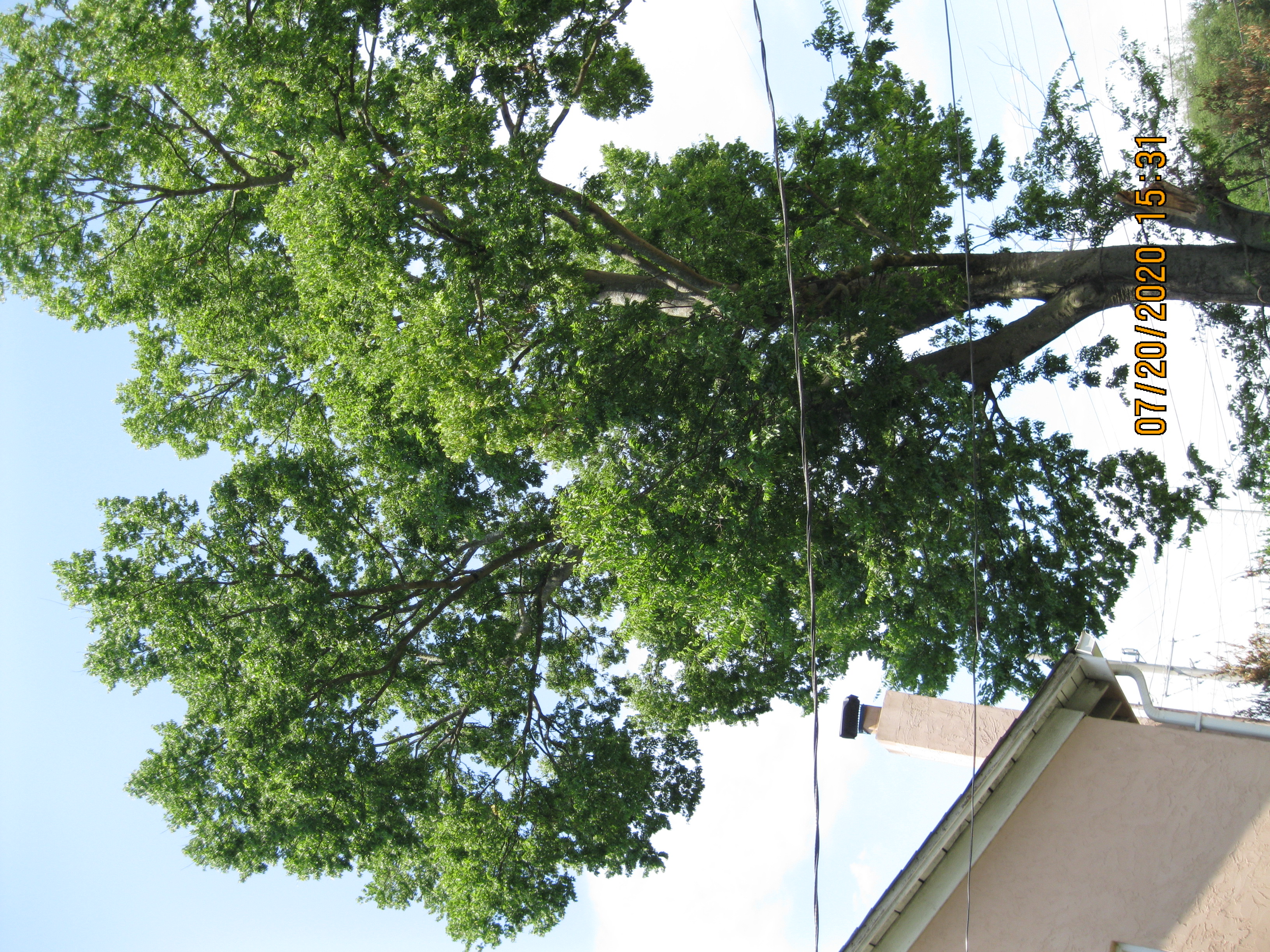 Hancock Tree Service Reviews Knoxville Tn Angi