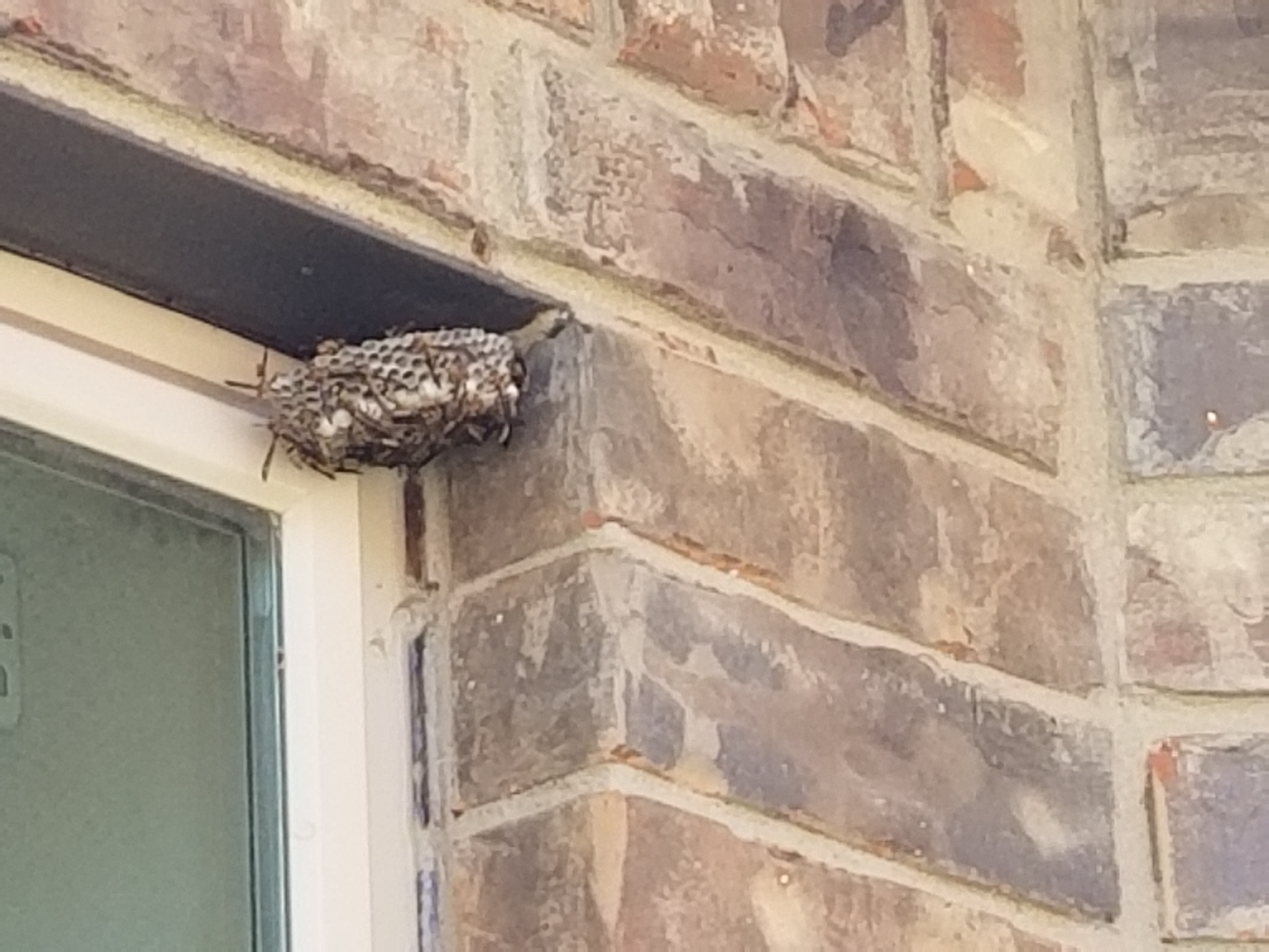 White Knight Pest Control Inc Reviews - Buda, TX | Angi